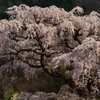 黒船桜#3