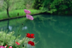 ポピーの風景