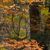 山紅葉