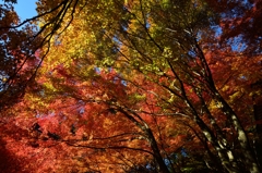 紅葉Ver.3