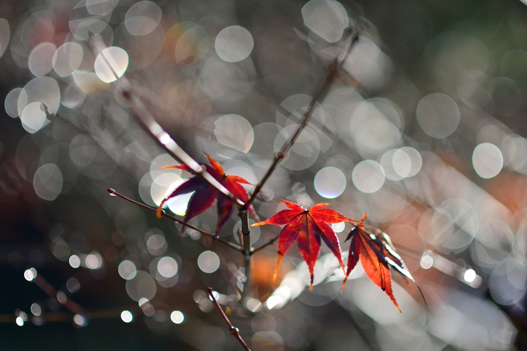 The Momiji Ⅲ