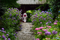 あじさい寺