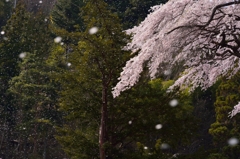 桜吹雪