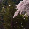 桜吹雪