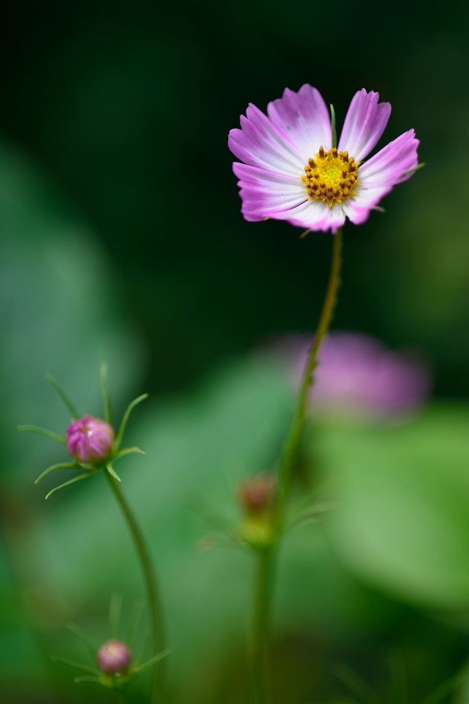 庭のコスモス２