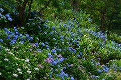 紫陽花の森