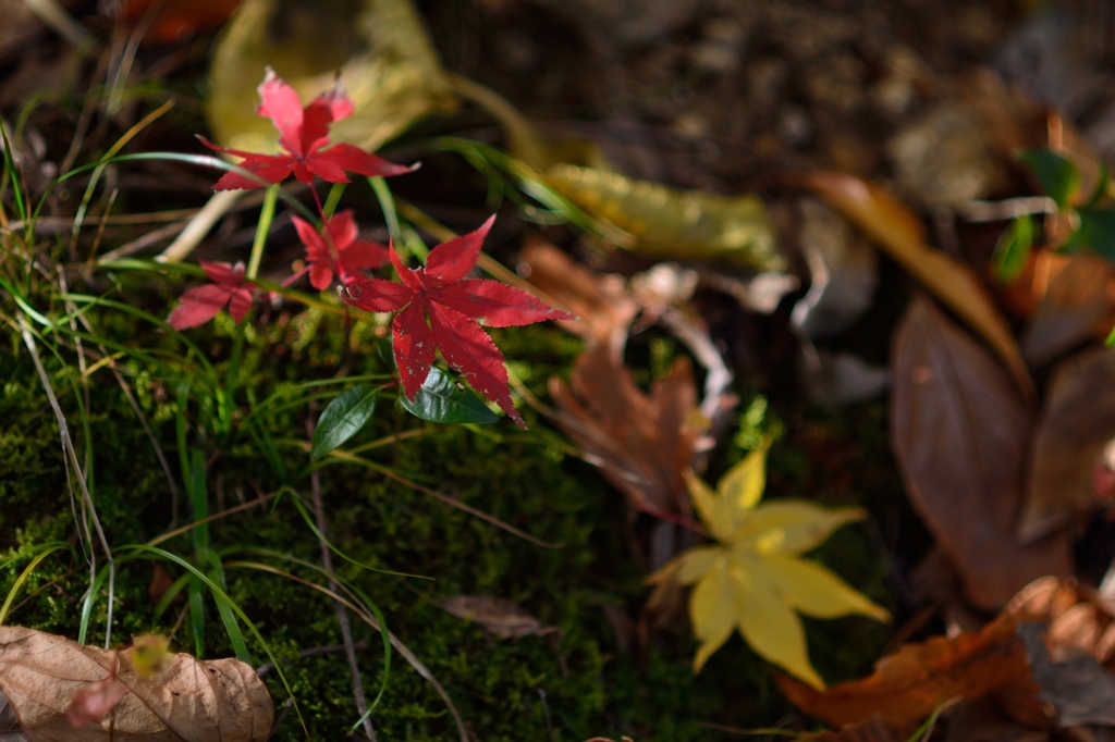 一歳紅葉