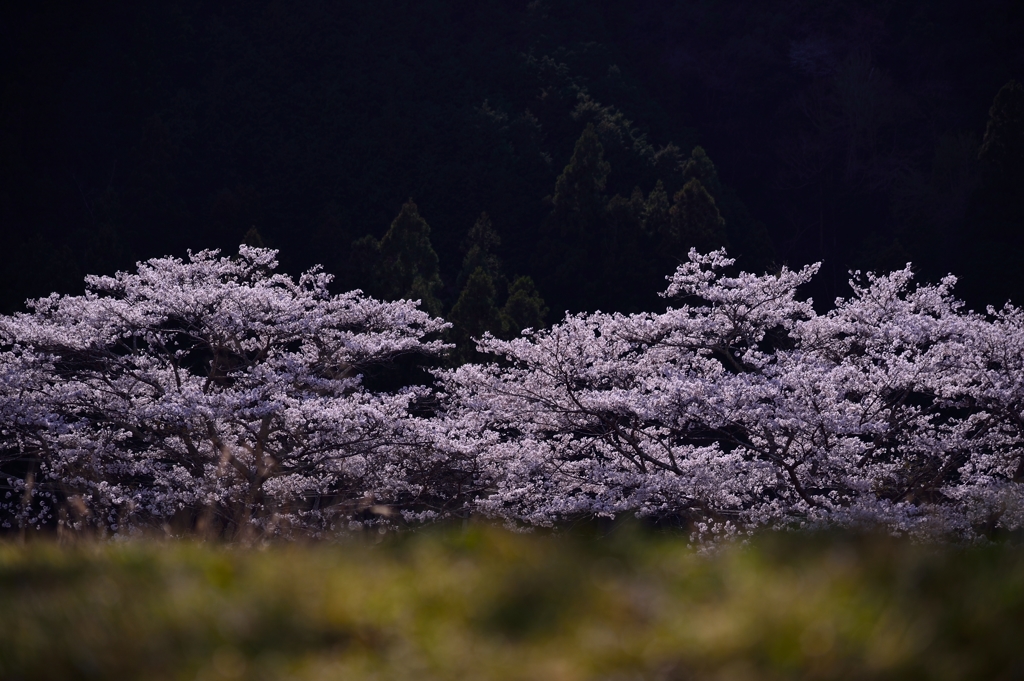 桜の風景