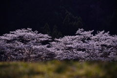 桜の風景
