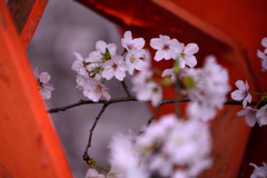 桜の風景2