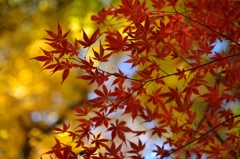The Momiji