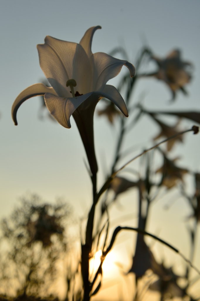 Sunset Lilies