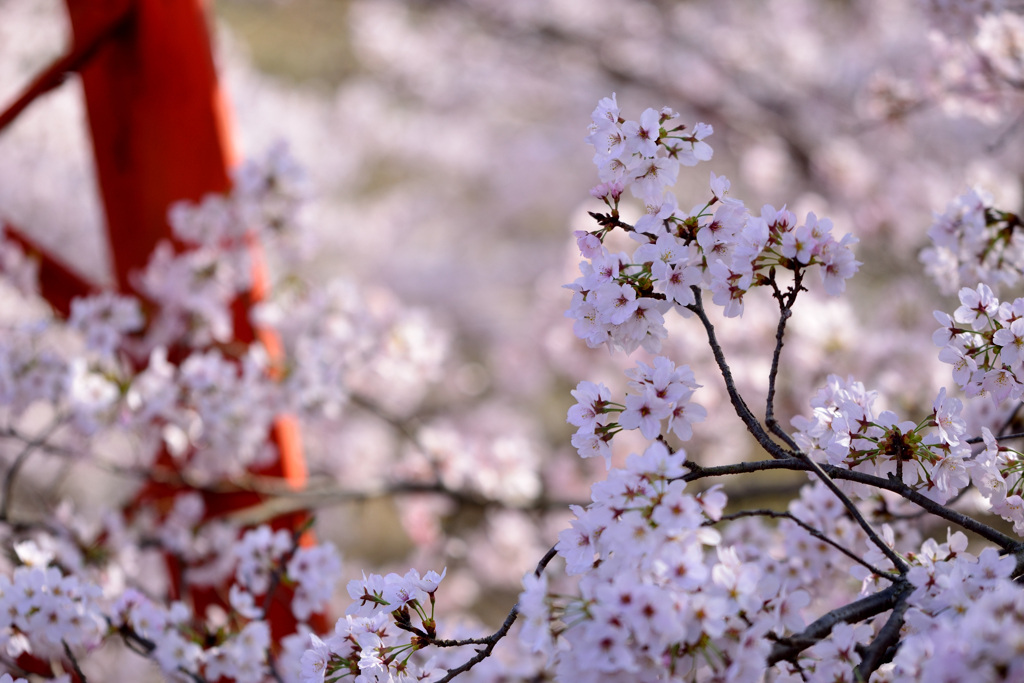 桜の風景3