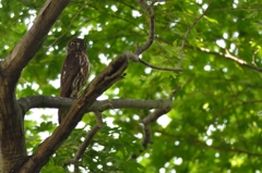 アオバズクに睨まれて。。