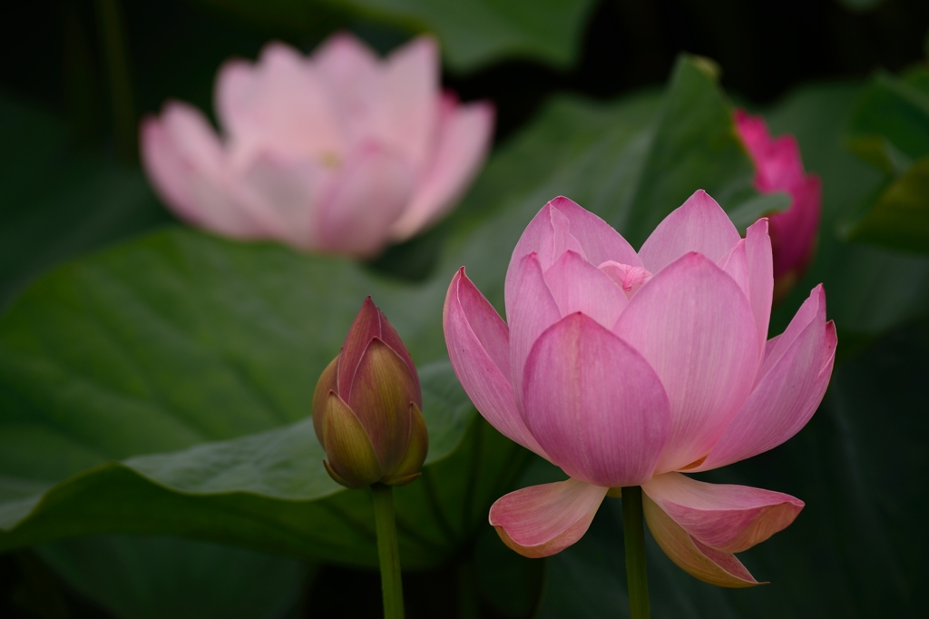 蓮の花咲く頃