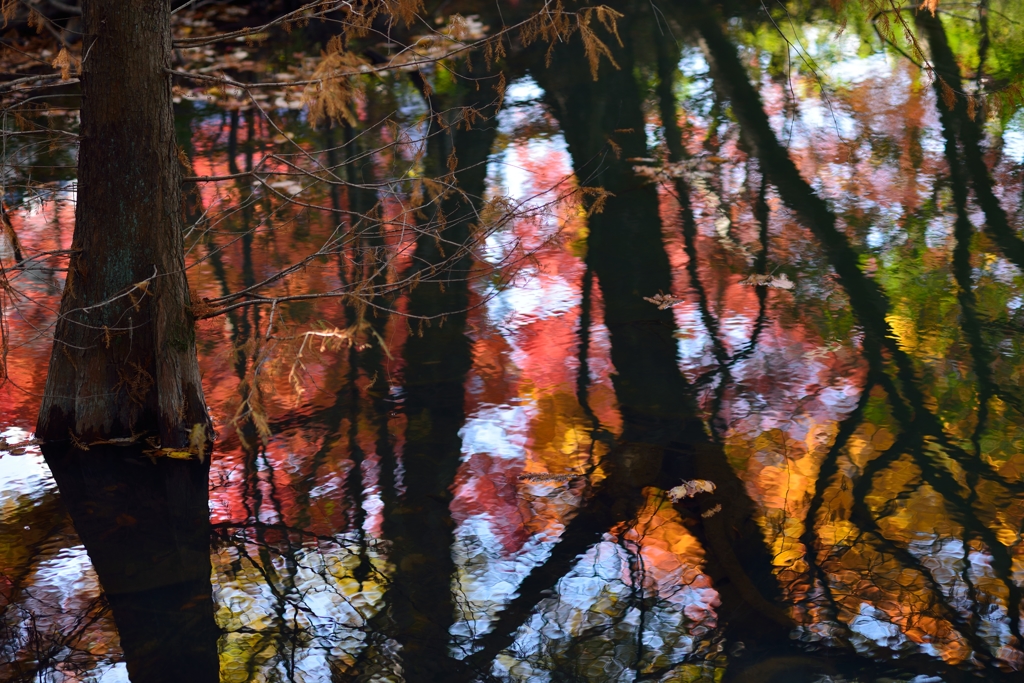 揺らぐ紅葉