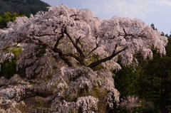 黒船桜#2