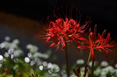 川辺の彼岸花 川辺の彼岸花