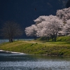 湖畔の春