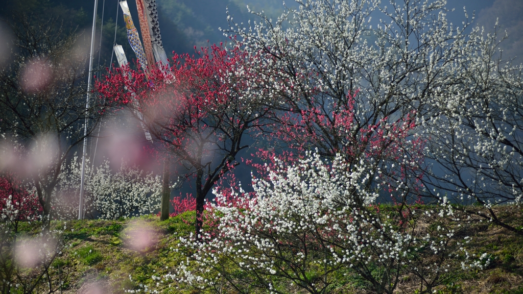 花桃輝く