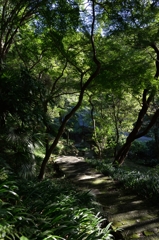 午後の参道 午後の参道