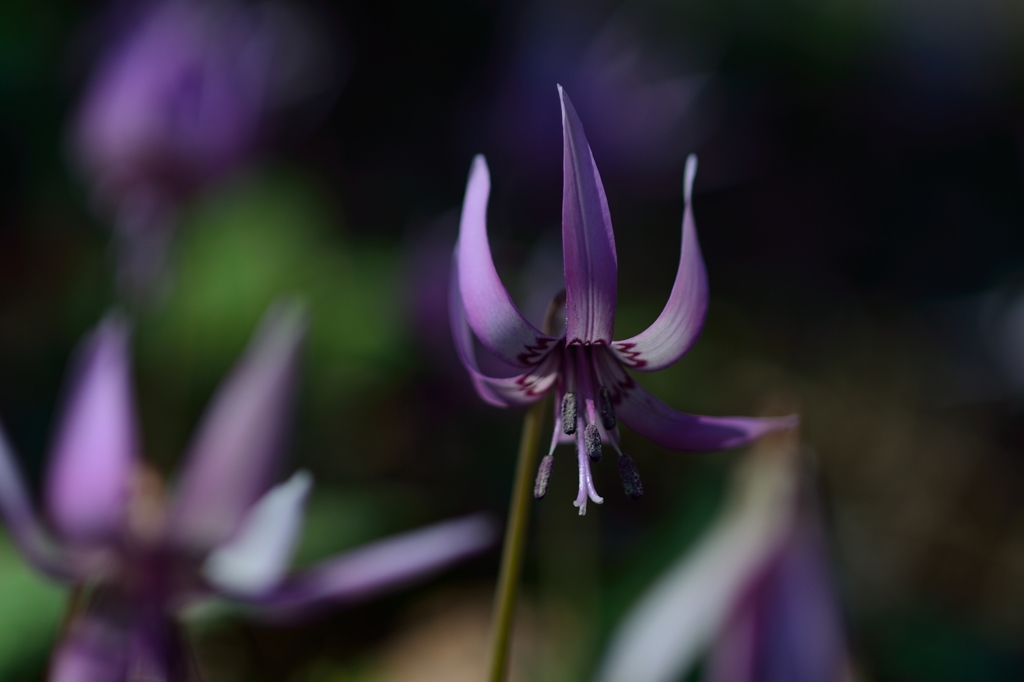 可憐な花カタクリ#3