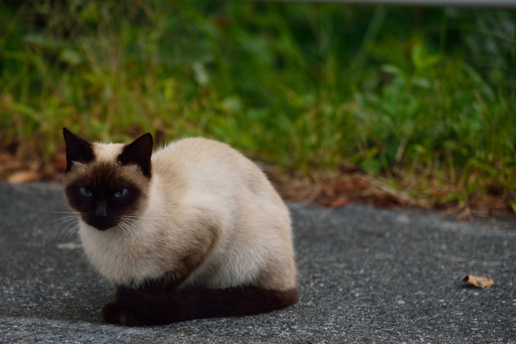 Blue Eyes