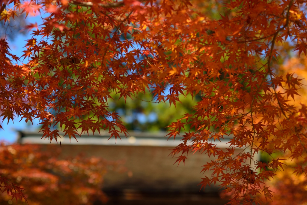 紅葉Ver.1