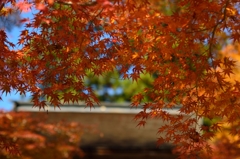 紅葉Ver.1