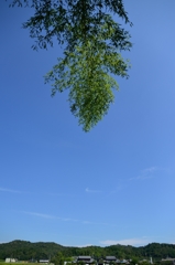 Upper Bamboo