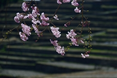 棚田に咲く枝垂桜