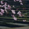 棚田に咲く枝垂桜