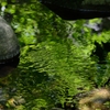 Green Imagination