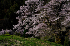 駒つなぎの桜2016