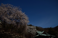 成田山貞照寺の桜