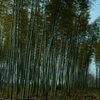 竹林の風景