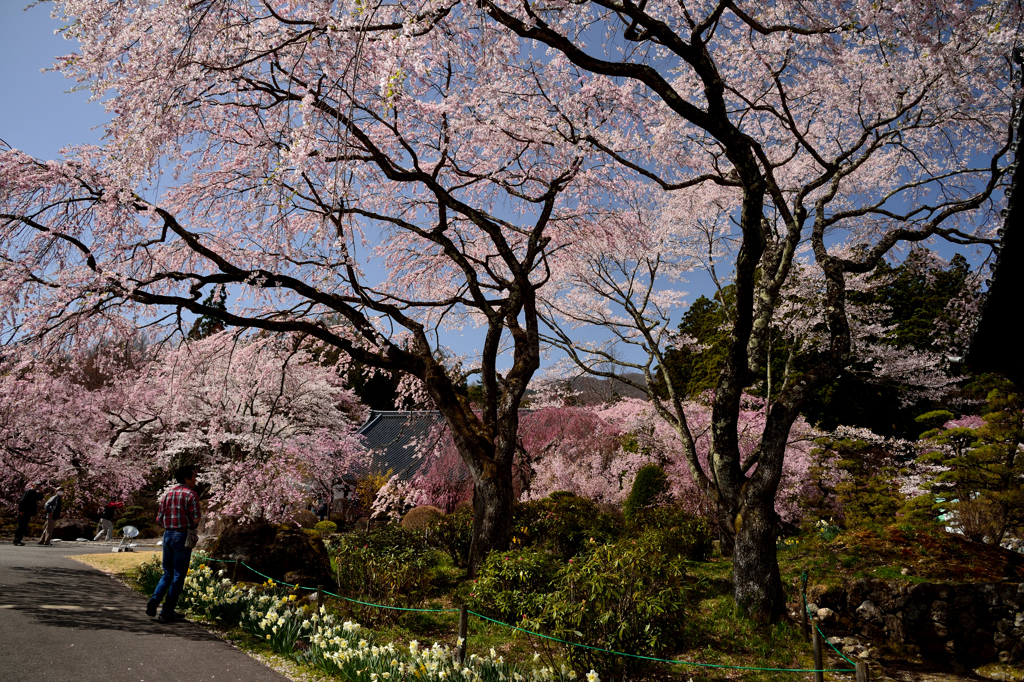 光前寺の桜