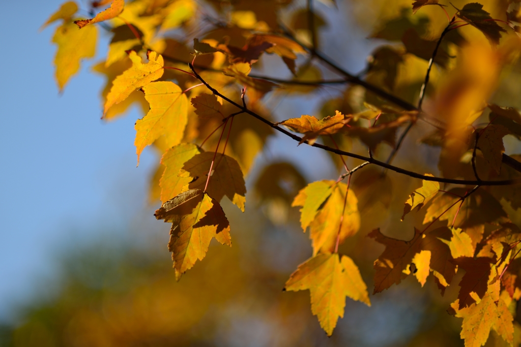 Yellow Leaves