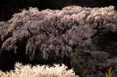 黒船桜2016