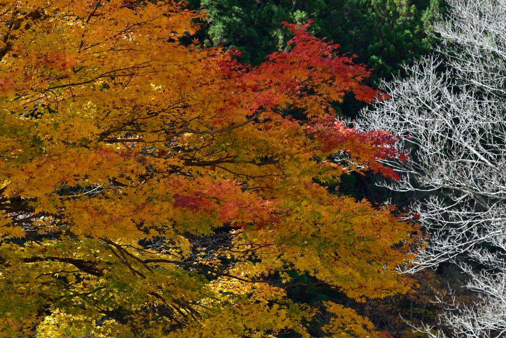 紅葉グラデーション