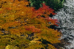 紅葉グラデーション