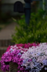 近所の芝桜
