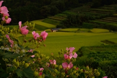 芙蓉と棚田