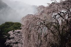 春雨の枝垂桜