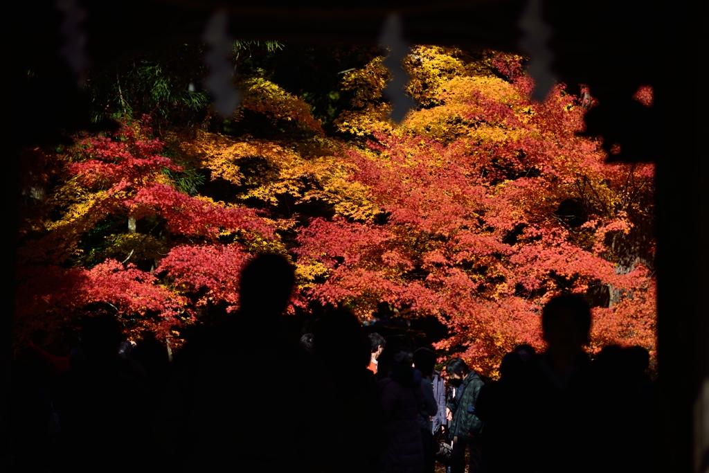 紅色への誘い