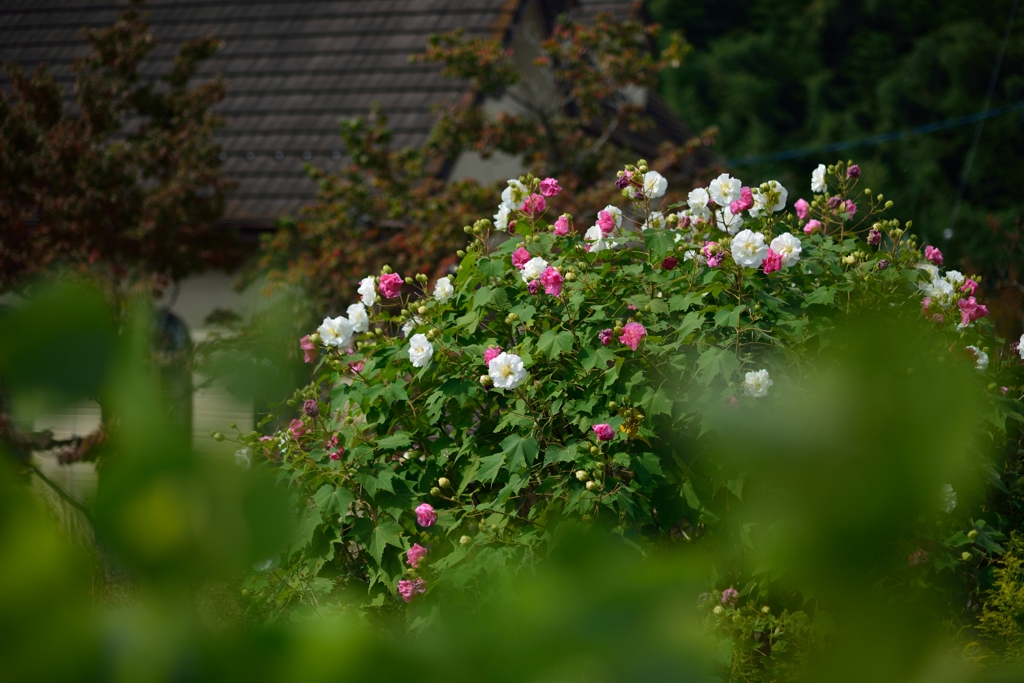 芙蓉の有る庭
