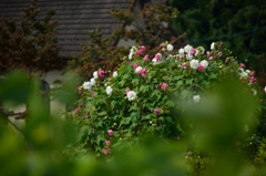 芙蓉の有る庭