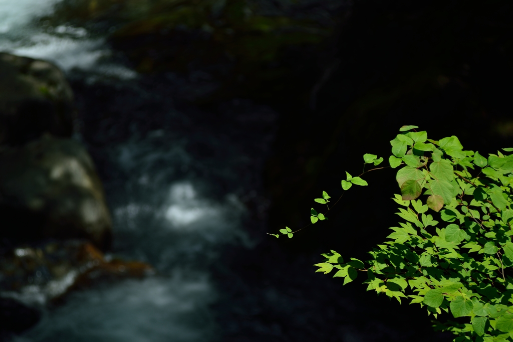 Green Spot #2