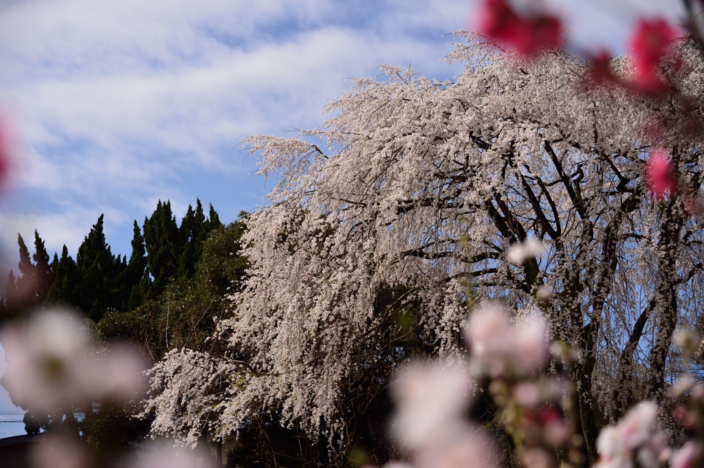 花桃越しの枝垂桜