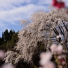 花桃越しの枝垂桜
